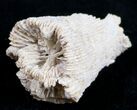 Fossil Coral From Germany - Million Years #9670-1